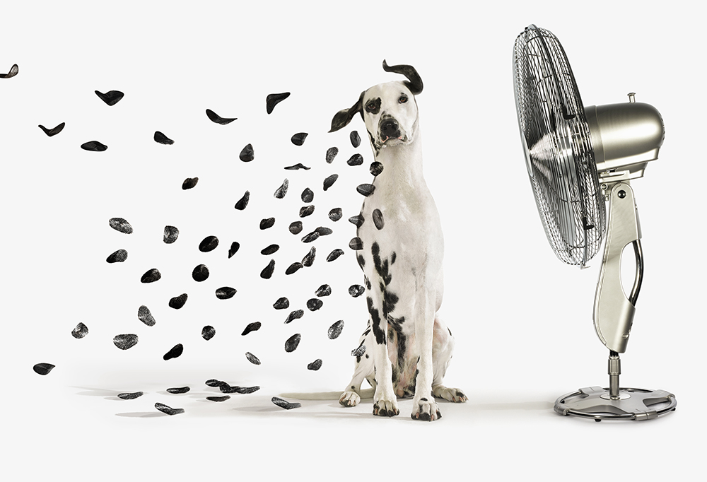 Fan Blowing spots off Dalmatian dog